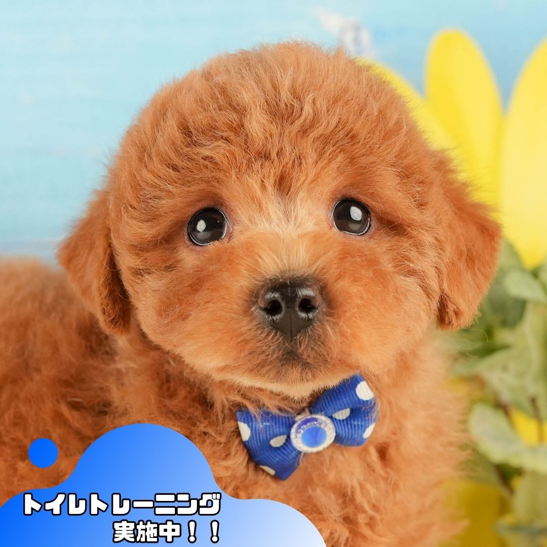 トイ・プードル | 男の子 | レッド | 2025年10月18日