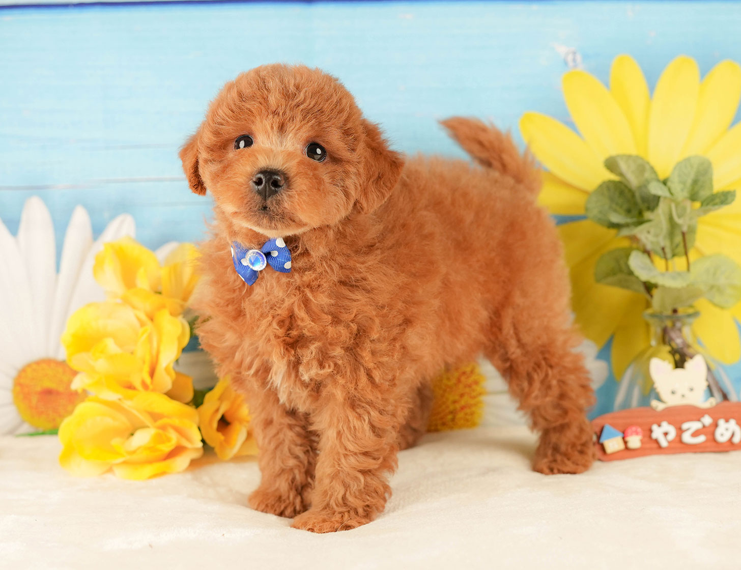 トイ・プードル | 男の子 | レッド | 2025年10月18日