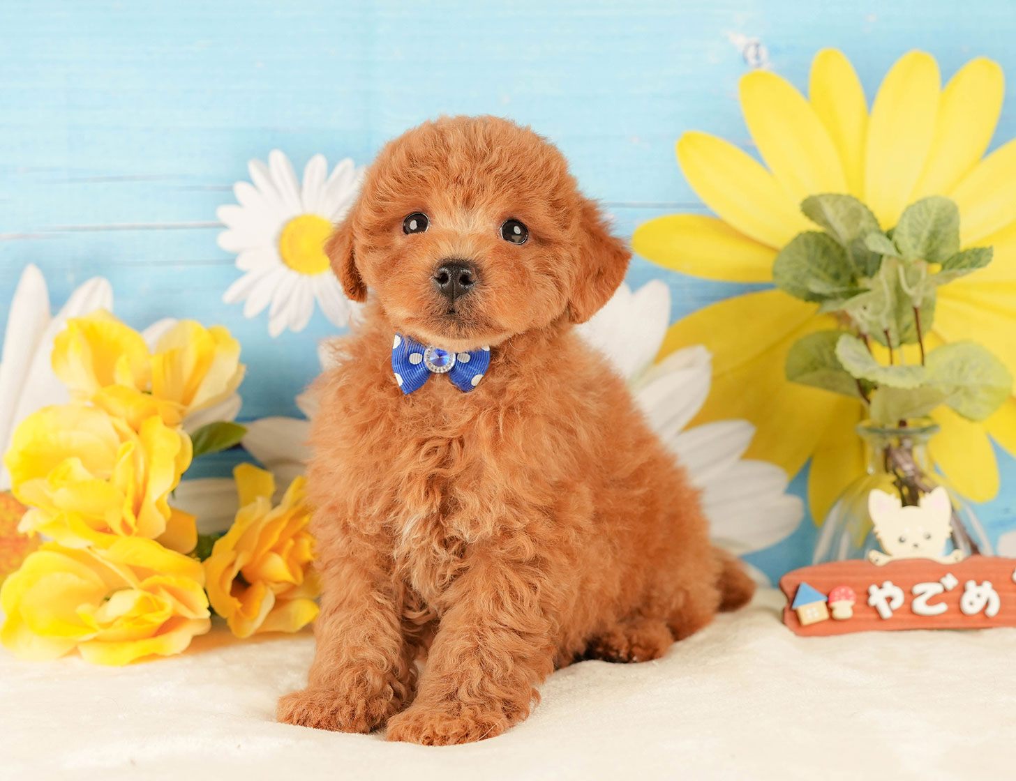 トイ・プードル | 男の子 | レッド | 2025年10月18日