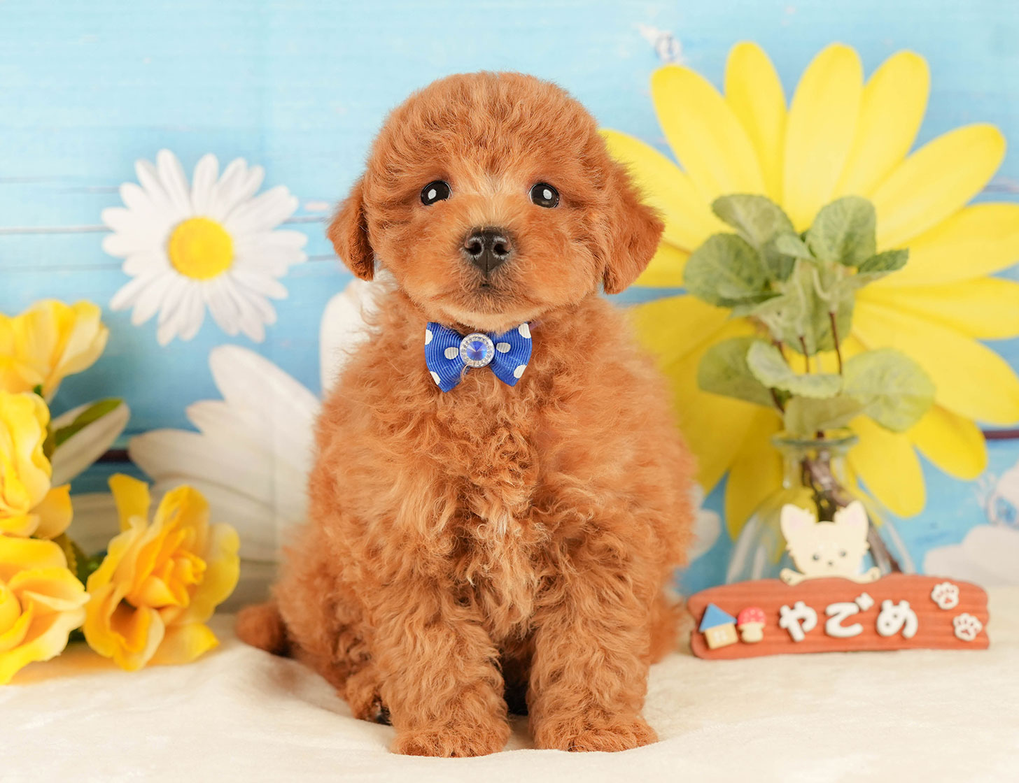 トイ・プードル | 男の子 | レッド | 2025年10月18日