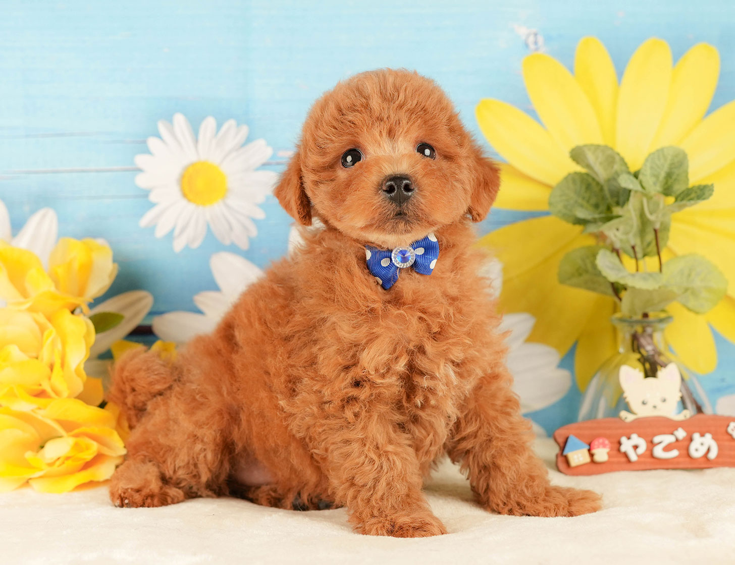 トイ・プードル | 男の子 | レッド | 2025年10月18日