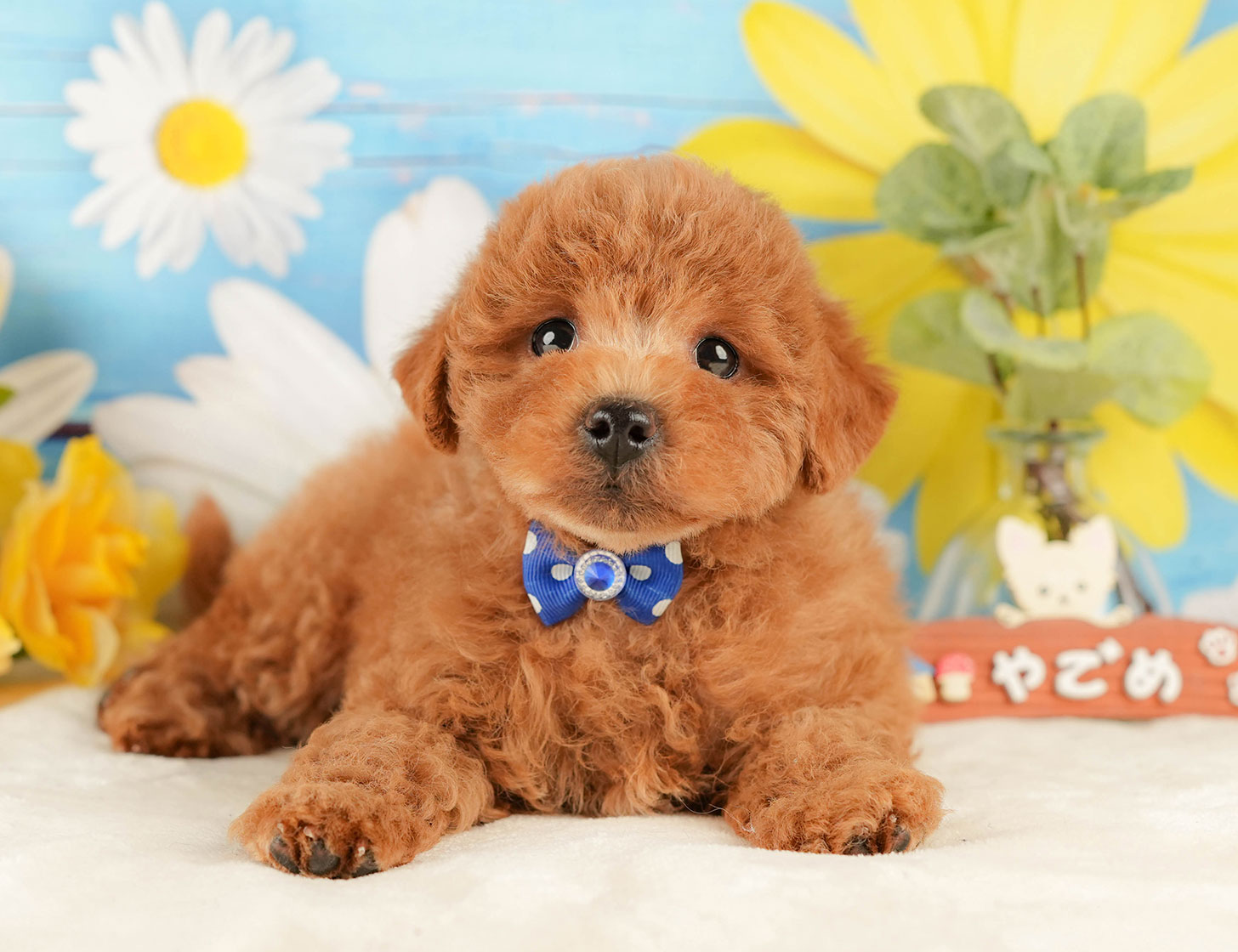 トイ・プードル | 男の子 | レッド | 2025年10月18日