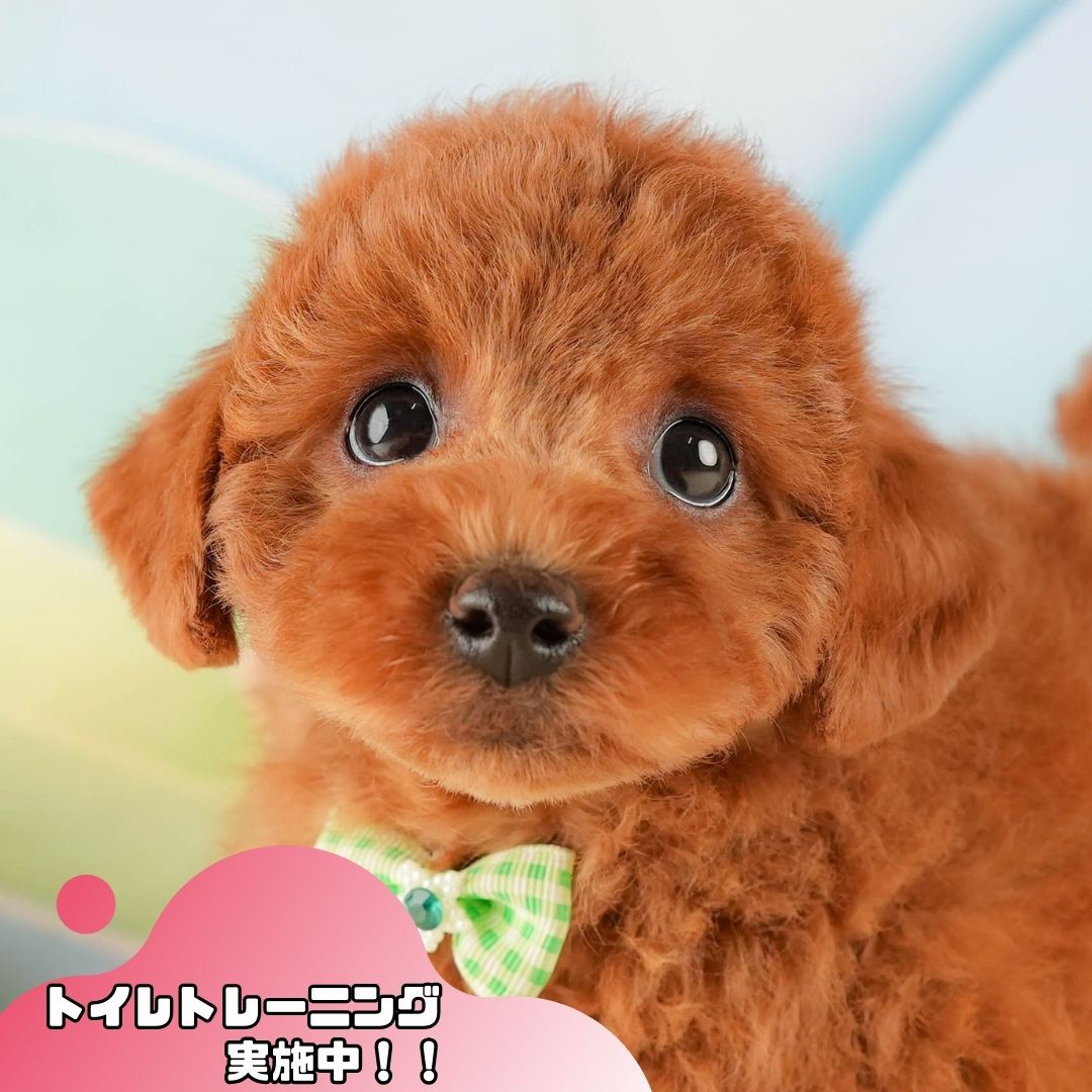 トイ・プードル | 男の子 | レッド | 2025年10月18日