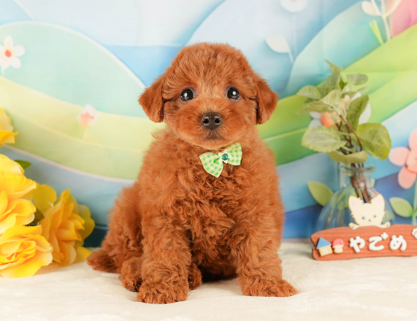 トイ・プードル | 男の子 | レッド | 2025年10月18日