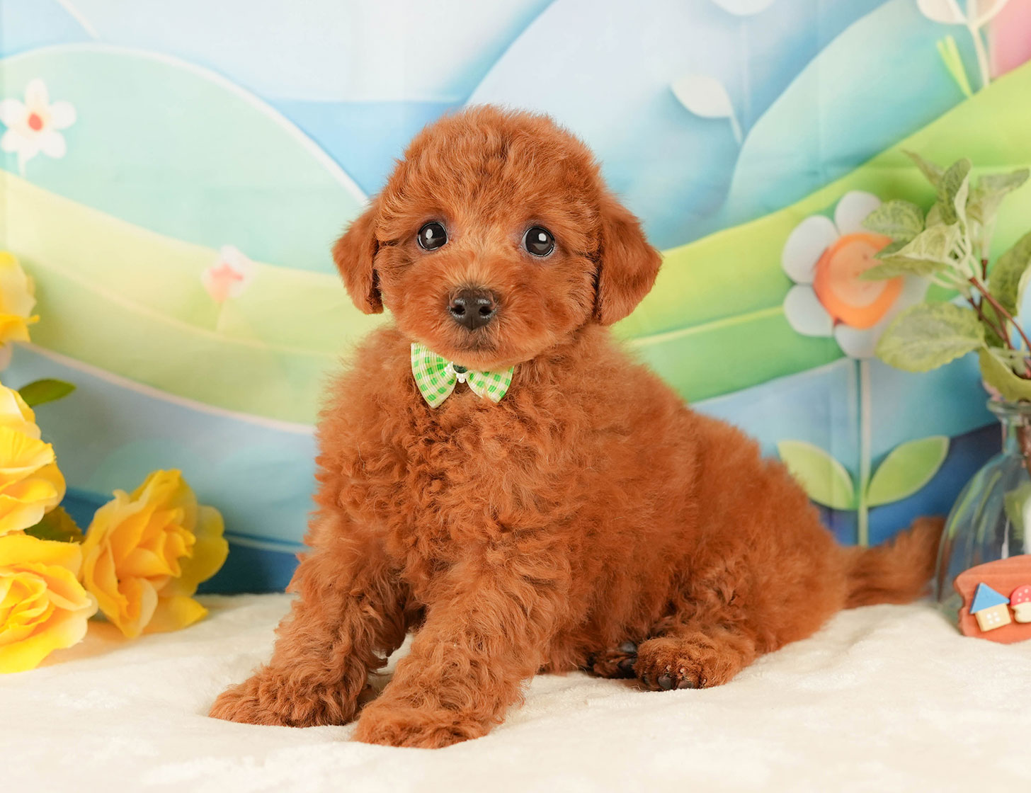 トイ・プードル | 男の子 | レッド | 2025年10月18日