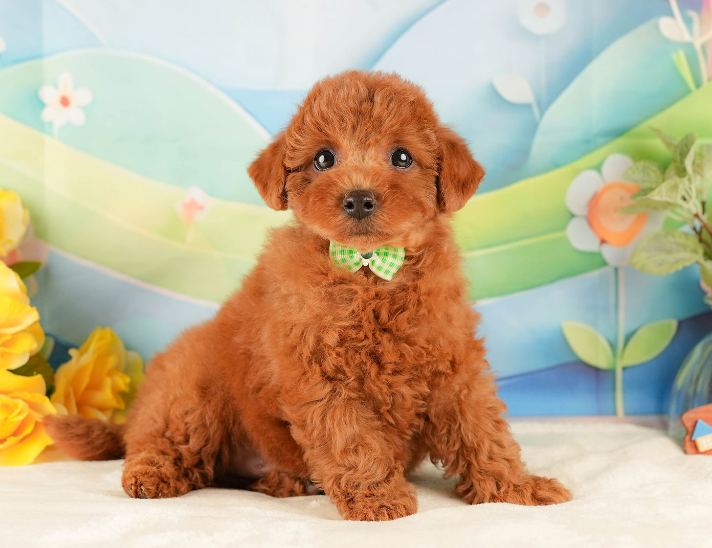 トイ・プードル | 男の子 | レッド | 2025年10月18日