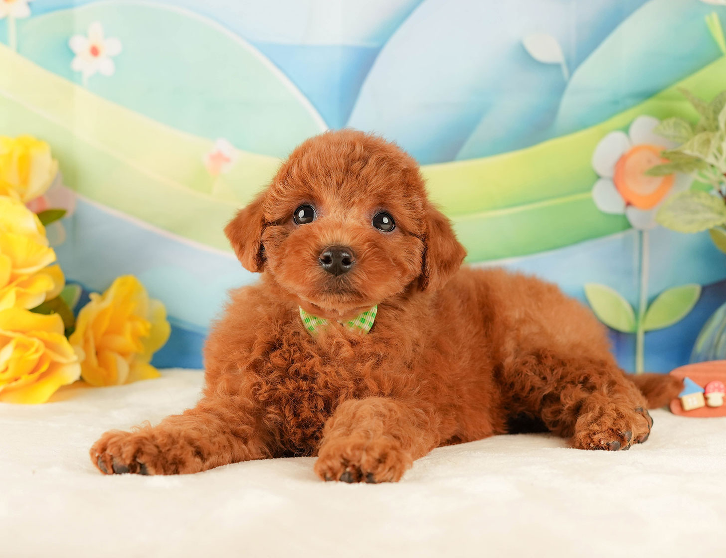 トイ・プードル | 男の子 | レッド | 2025年10月18日