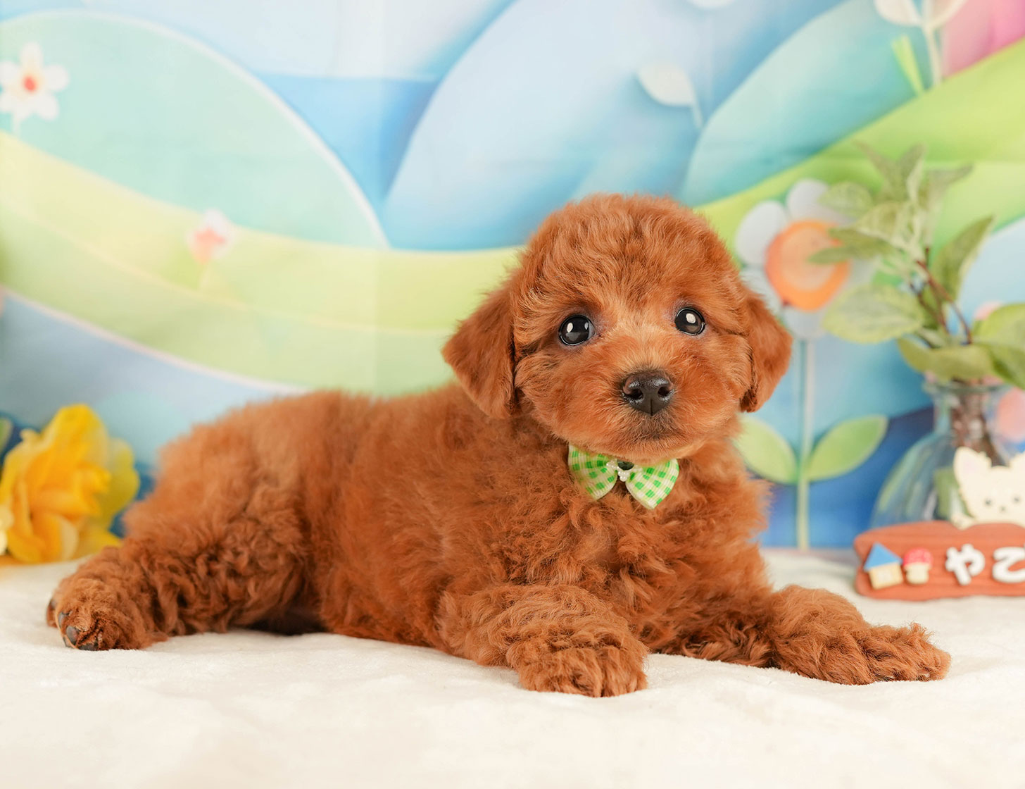 トイ・プードル | 男の子 | レッド | 2025年10月18日