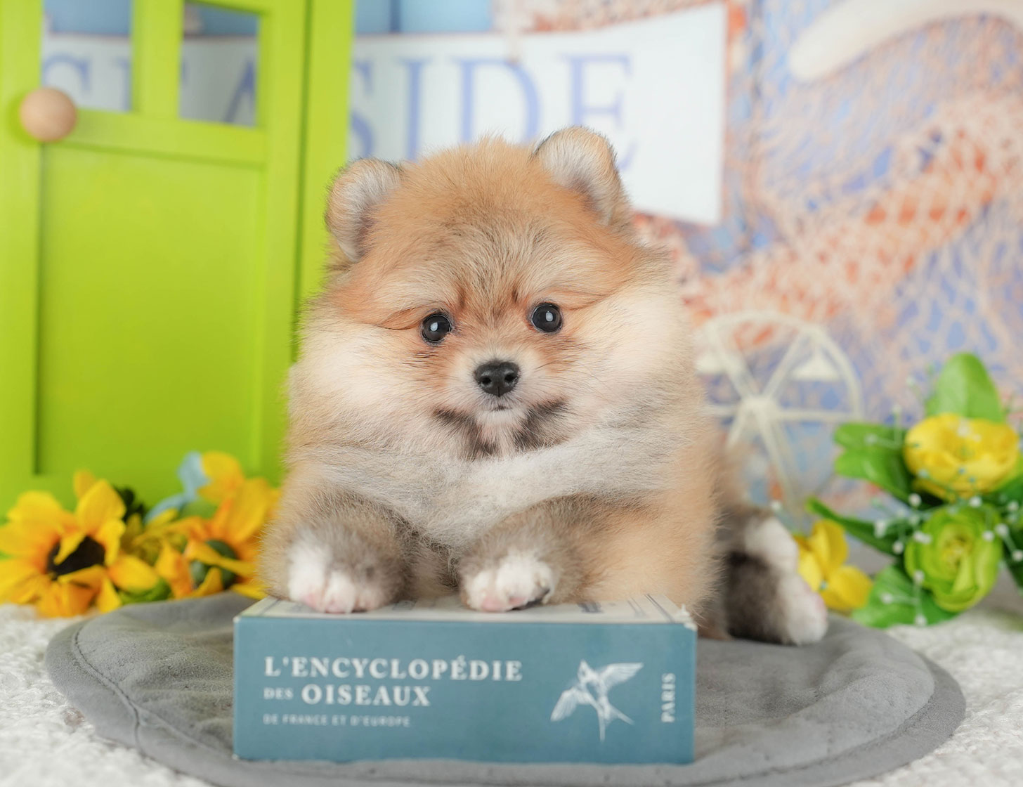 ポメラニアン | 男の子 | オレンジ | 2025年10月18日