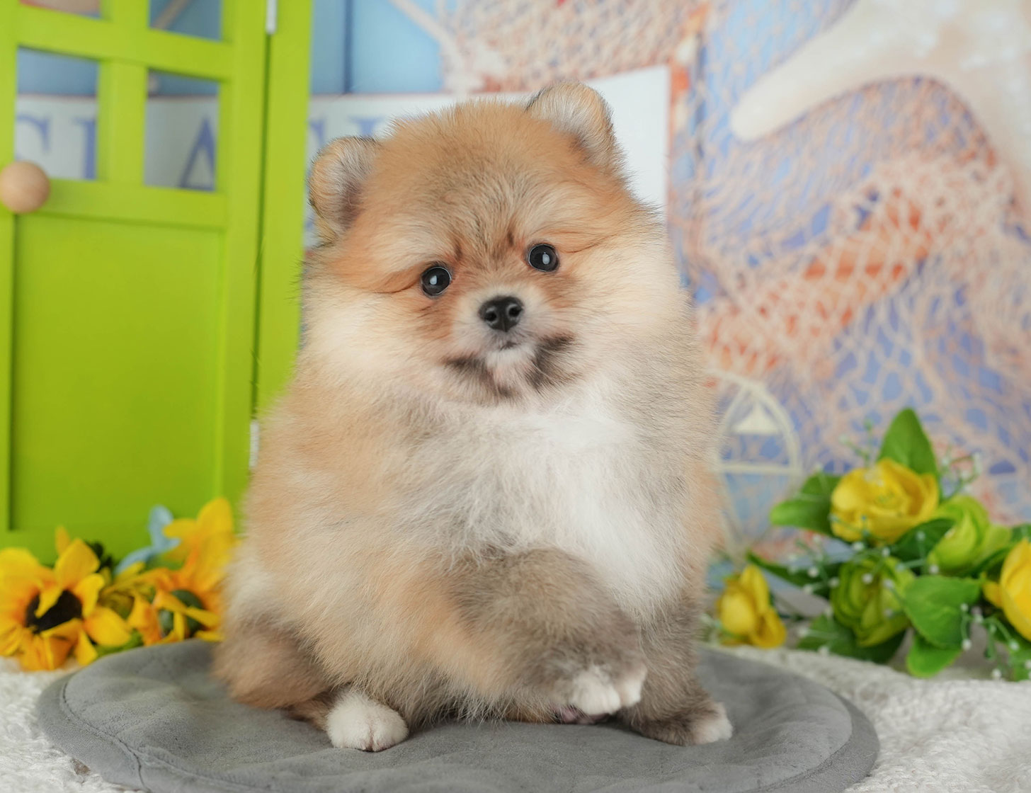 ポメラニアン | 男の子 | オレンジ | 2025年10月18日