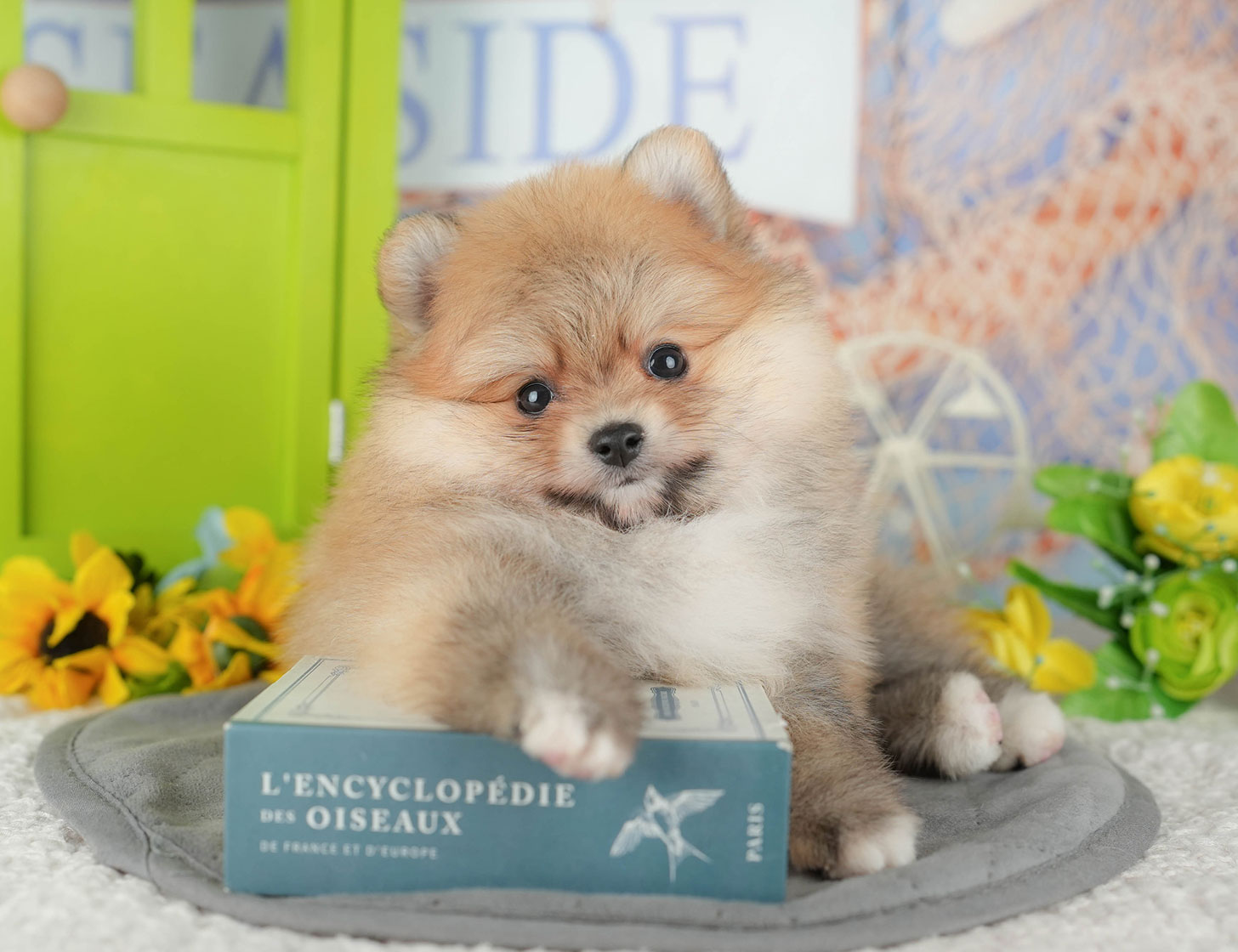 ポメラニアン | 男の子 | オレンジ | 2025年10月18日