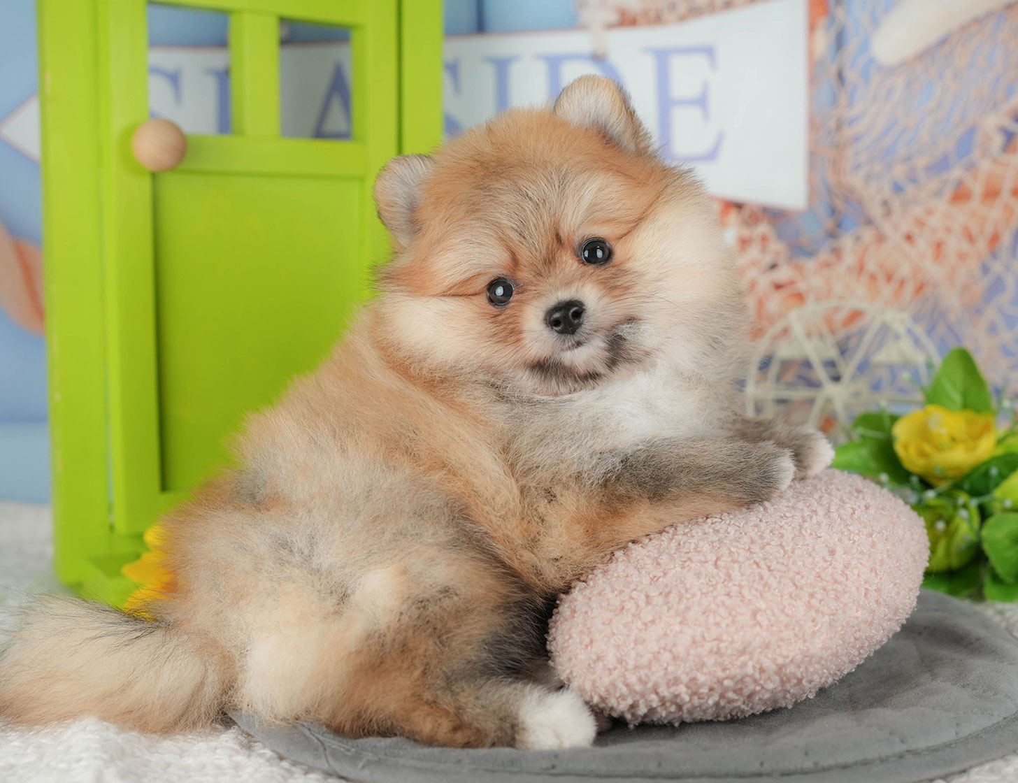 ポメラニアン | 男の子 | オレンジ | 2025年10月18日