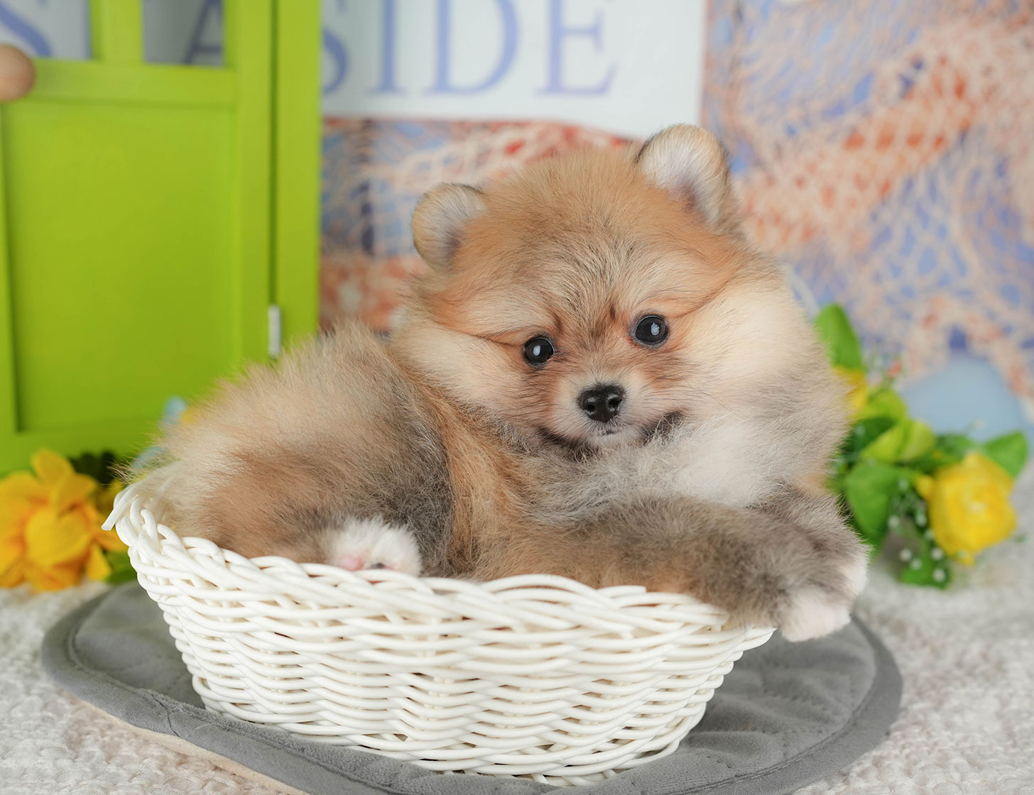 ポメラニアン | 男の子 | オレンジ | 2025年10月18日