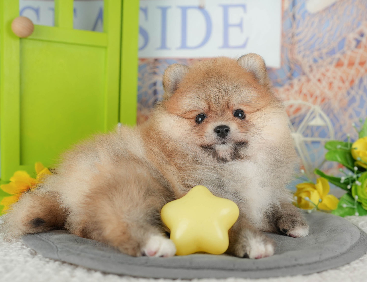ポメラニアン | 男の子 | オレンジ | 2025年10月18日