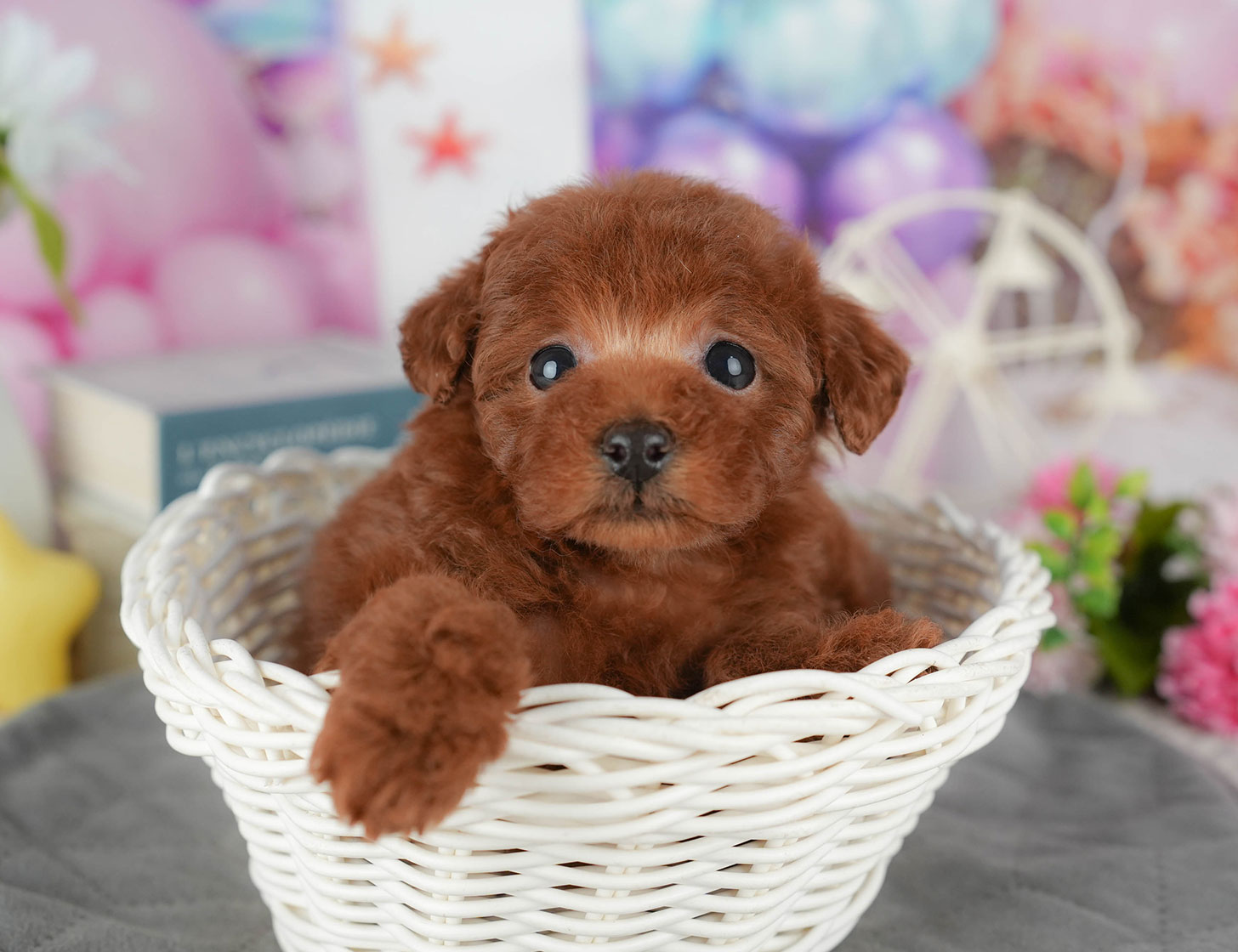 タイニー・プードル | 女の子 | レッド | 2025年10月19日