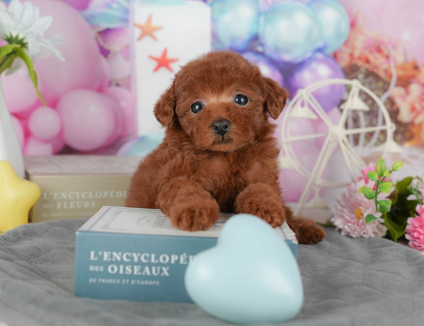 タイニー・プードル | 女の子 | レッド | 2025年10月19日