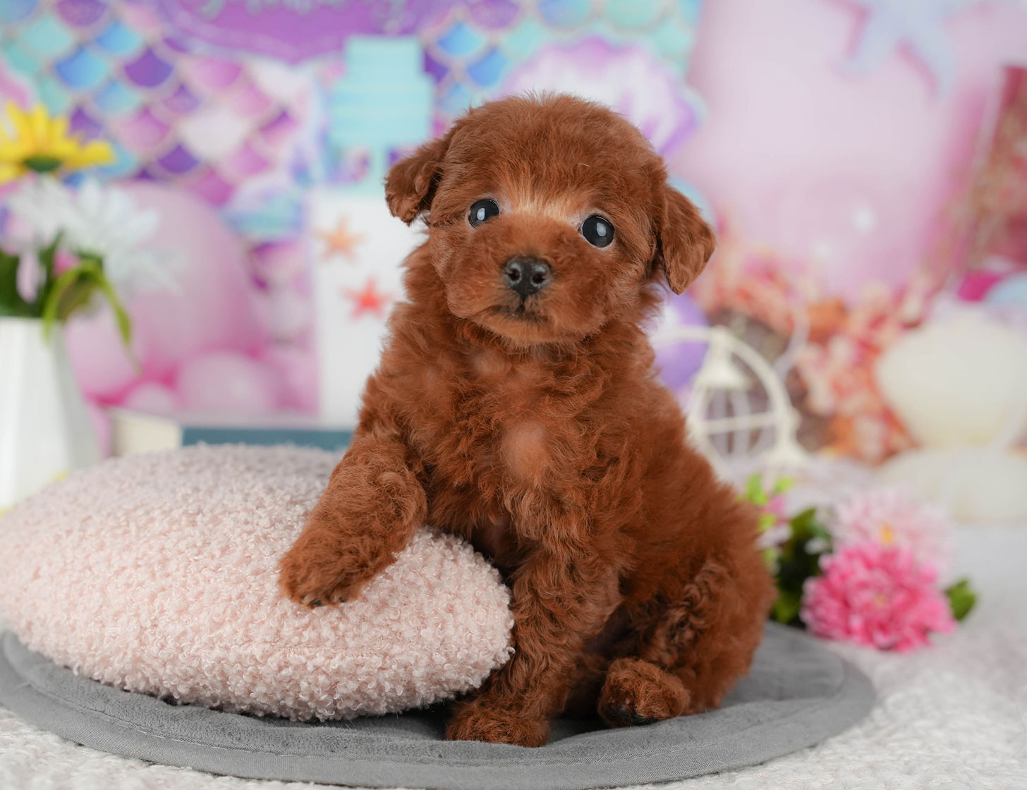 タイニー・プードル | 女の子 | レッド | 2025年10月19日