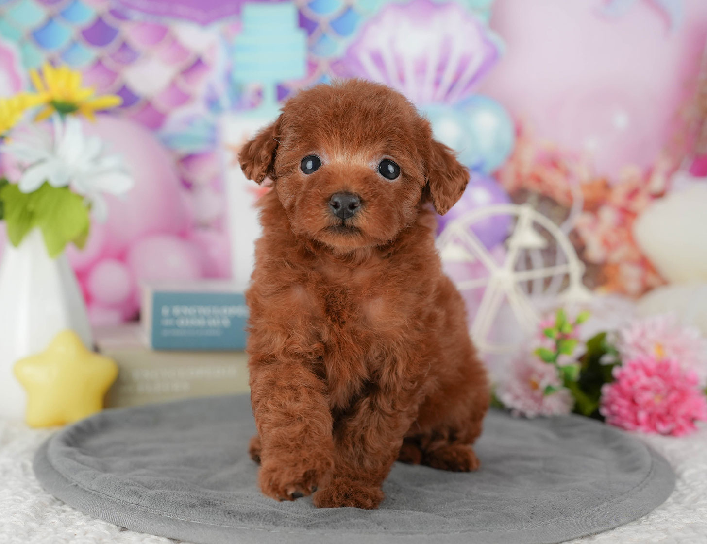 タイニー・プードル | 女の子 | レッド | 2025年10月19日