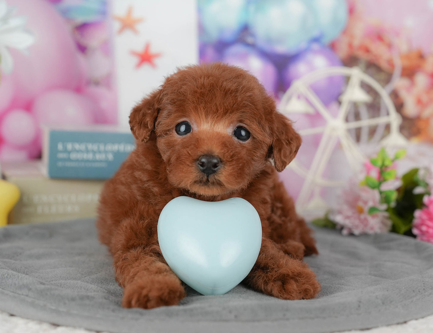 タイニー・プードル | 女の子 | レッド | 2025年10月19日