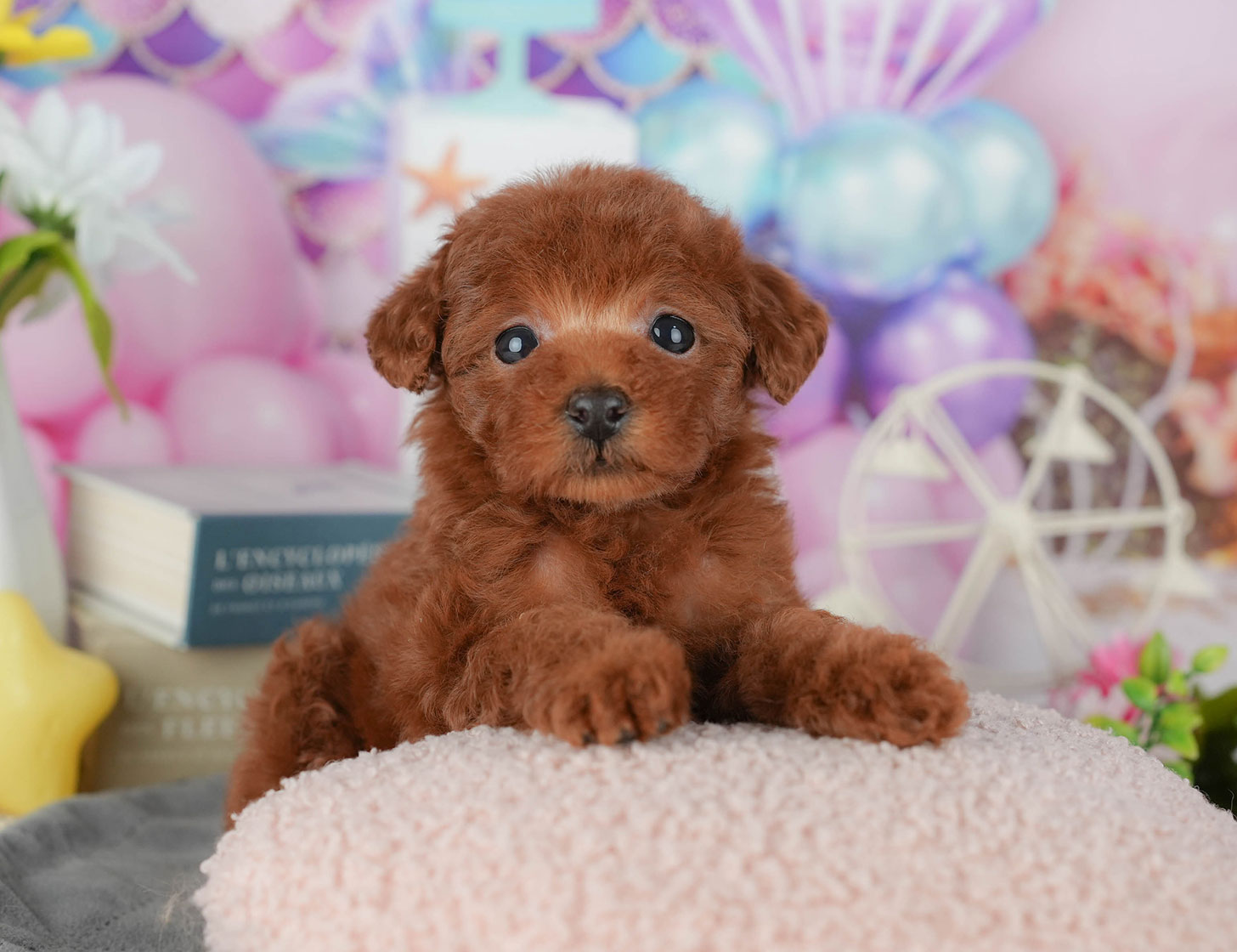 タイニー・プードル | 女の子 | レッド | 2025年10月19日