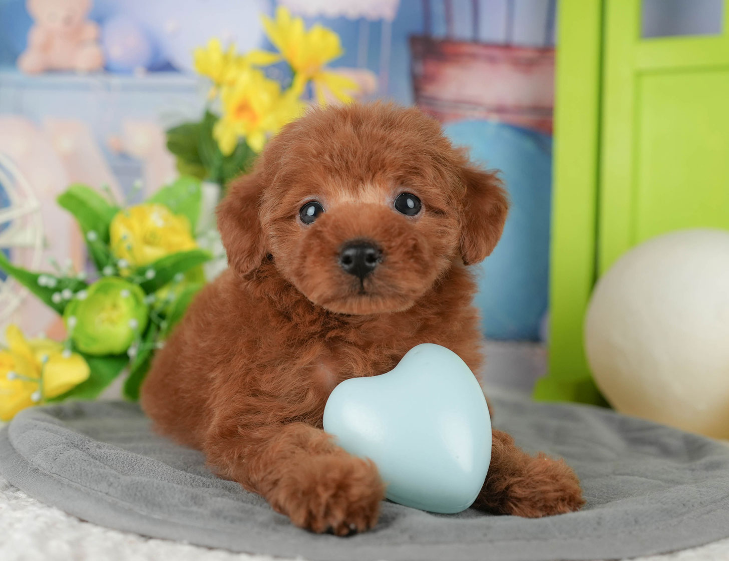 タイニー・プードル | 男の子 | レッド | 2025年10月19日