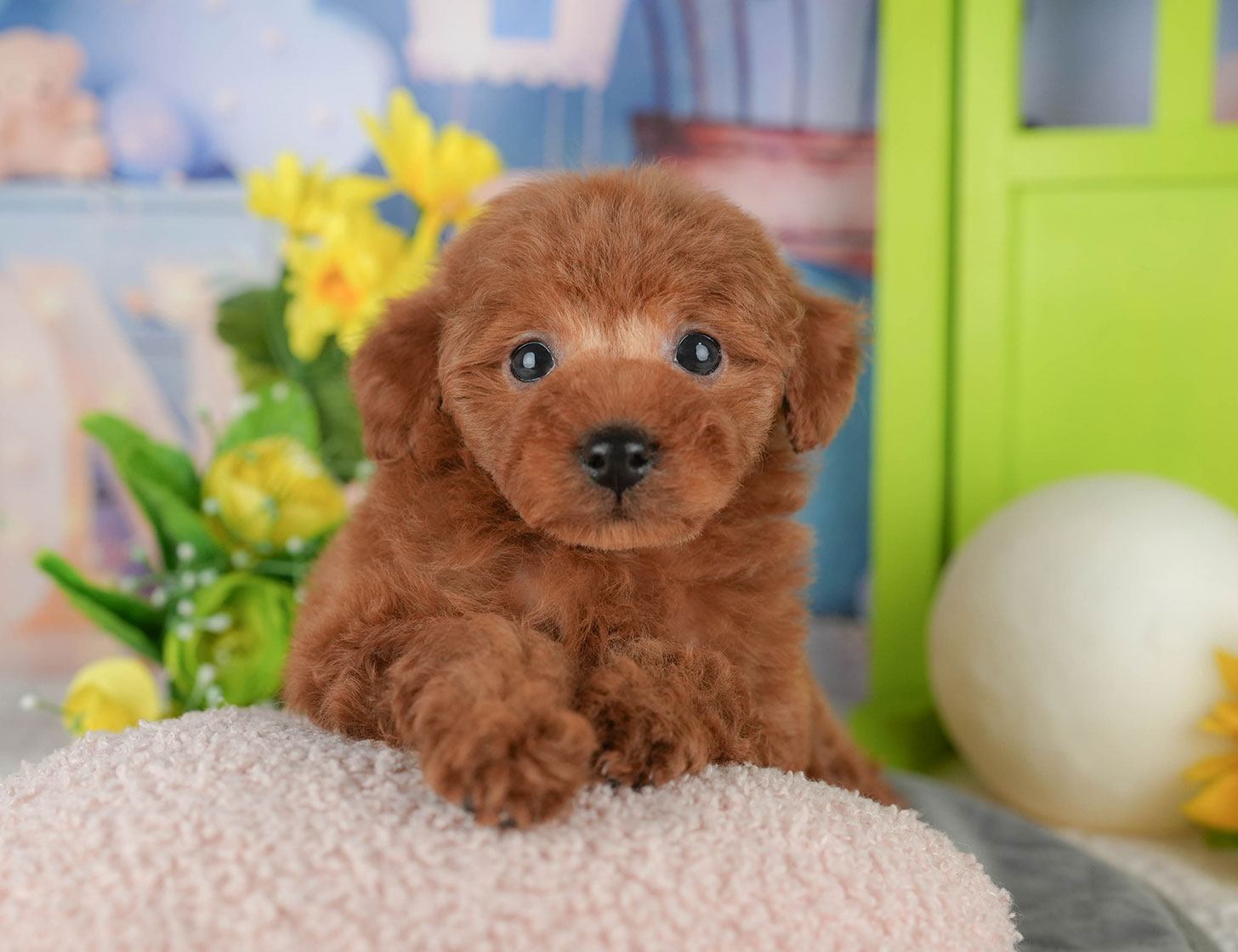 タイニー・プードル | 男の子 | レッド | 2025年10月19日