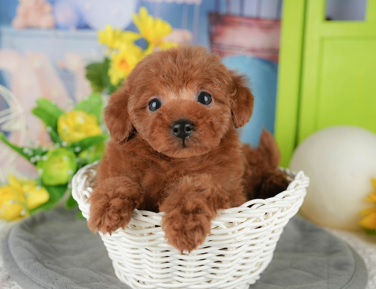 タイニー・プードル | 男の子 | レッド | 2025年10月19日