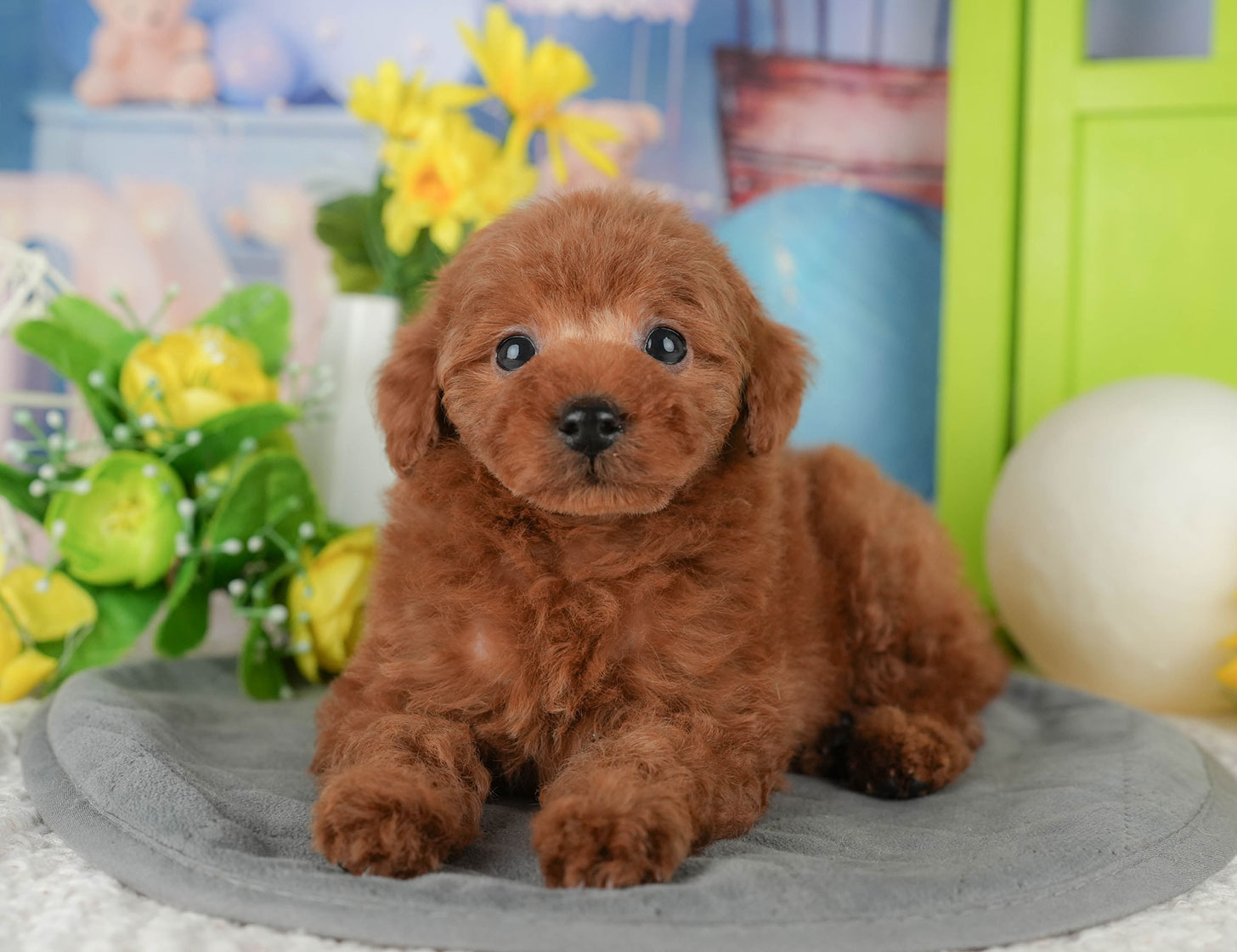 タイニー・プードル | 男の子 | レッド | 2025年10月19日