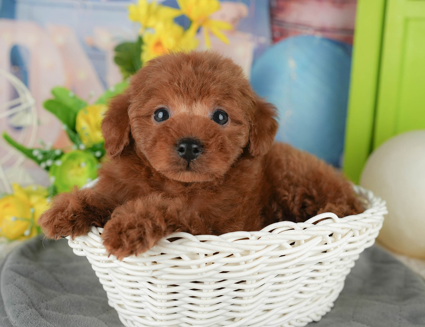 タイニー・プードル | 男の子 | レッド | 2025年10月19日