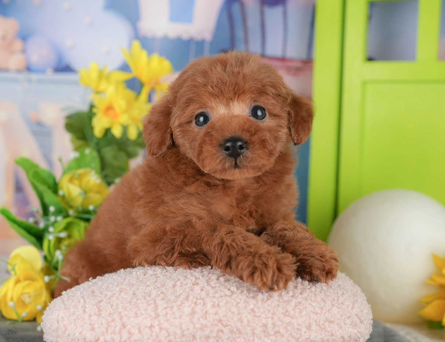 タイニー・プードル | 男の子 | レッド | 2025年10月19日