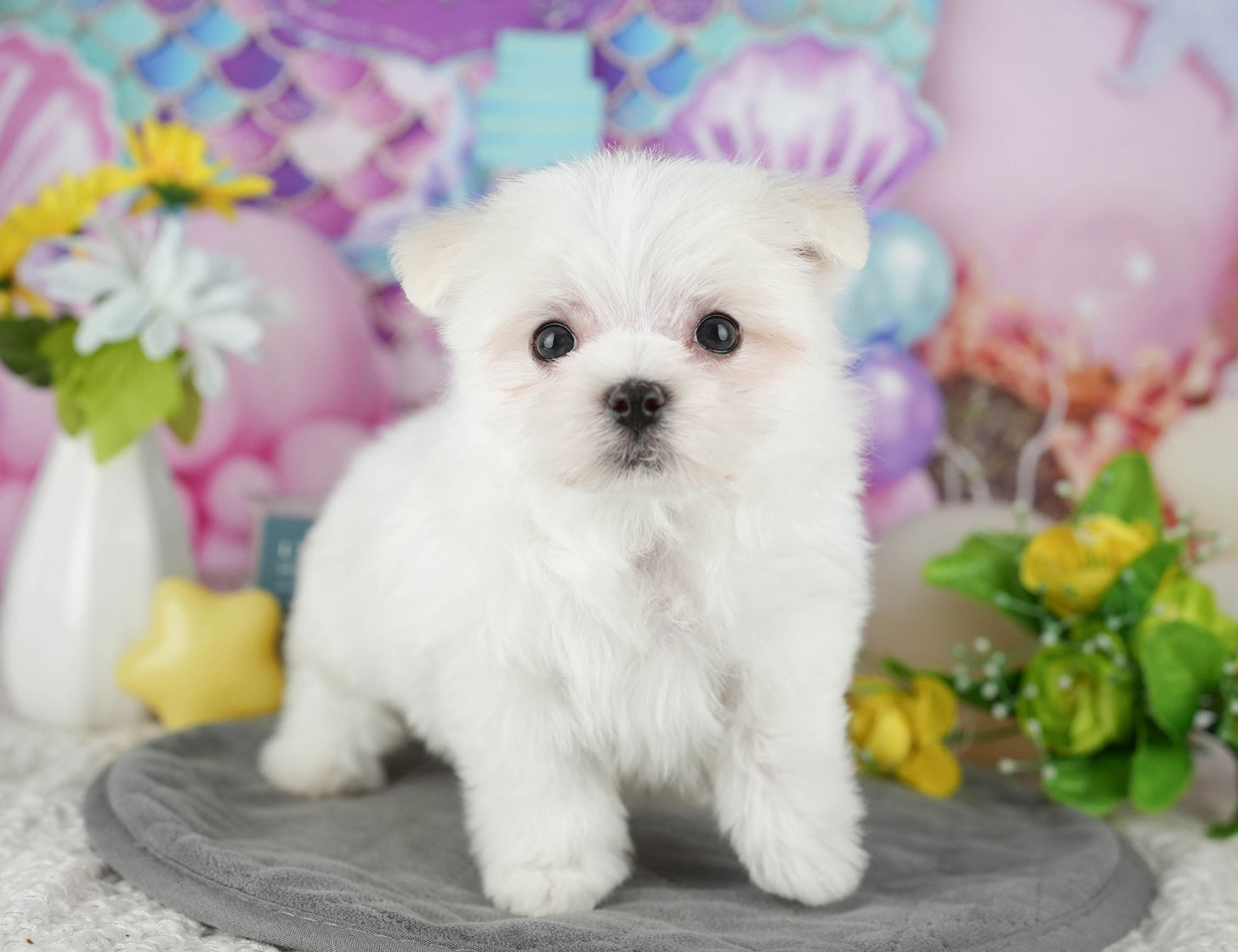 マルチーズ | 女の子 | ホワイト | 2025年10月19日