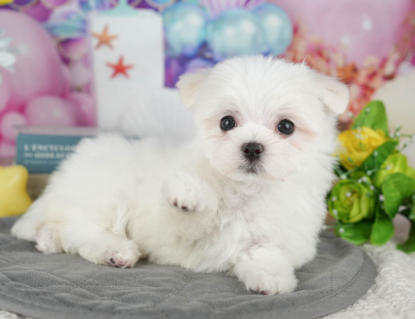 マルチーズ | 女の子 | ホワイト | 2025年10月19日