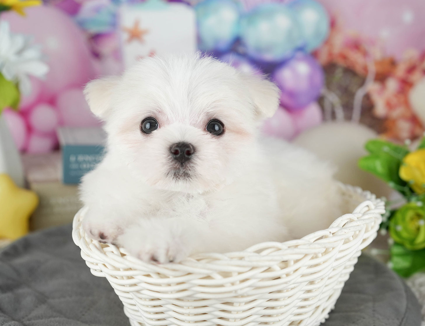 マルチーズ | 女の子 | ホワイト | 2025年10月19日