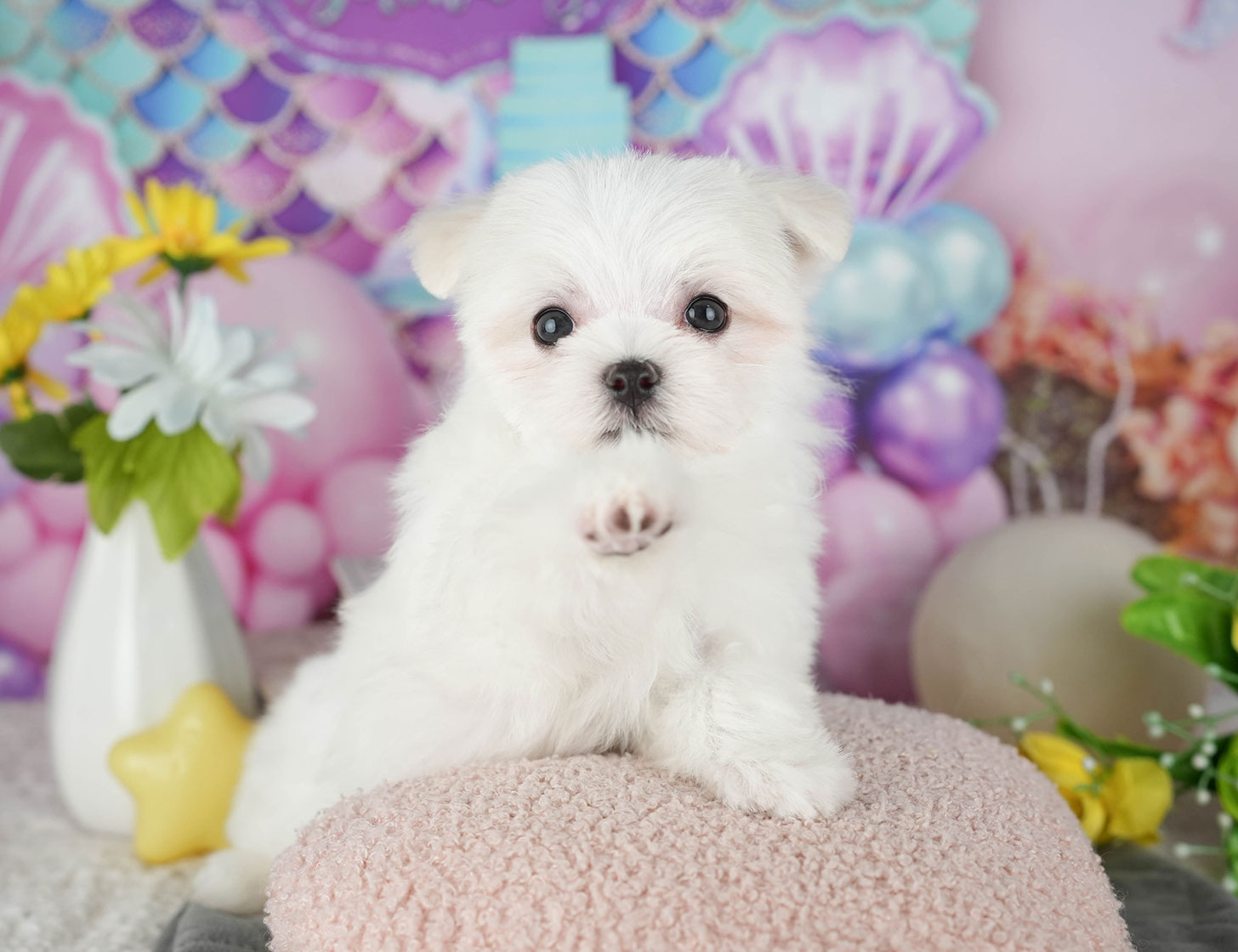 マルチーズ | 女の子 | ホワイト | 2025年10月19日