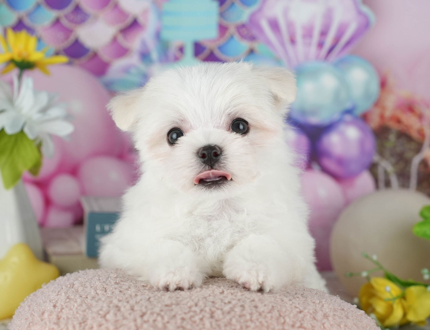 マルチーズ | 女の子 | ホワイト | 2025年10月19日