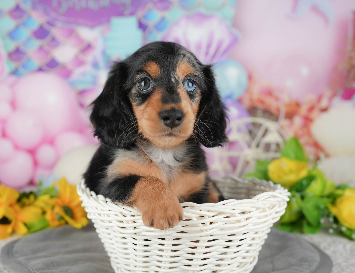 ミニチュア・ダックスフンド(ロング) | 女の子 | シルバーダップル | 2025年10月20日