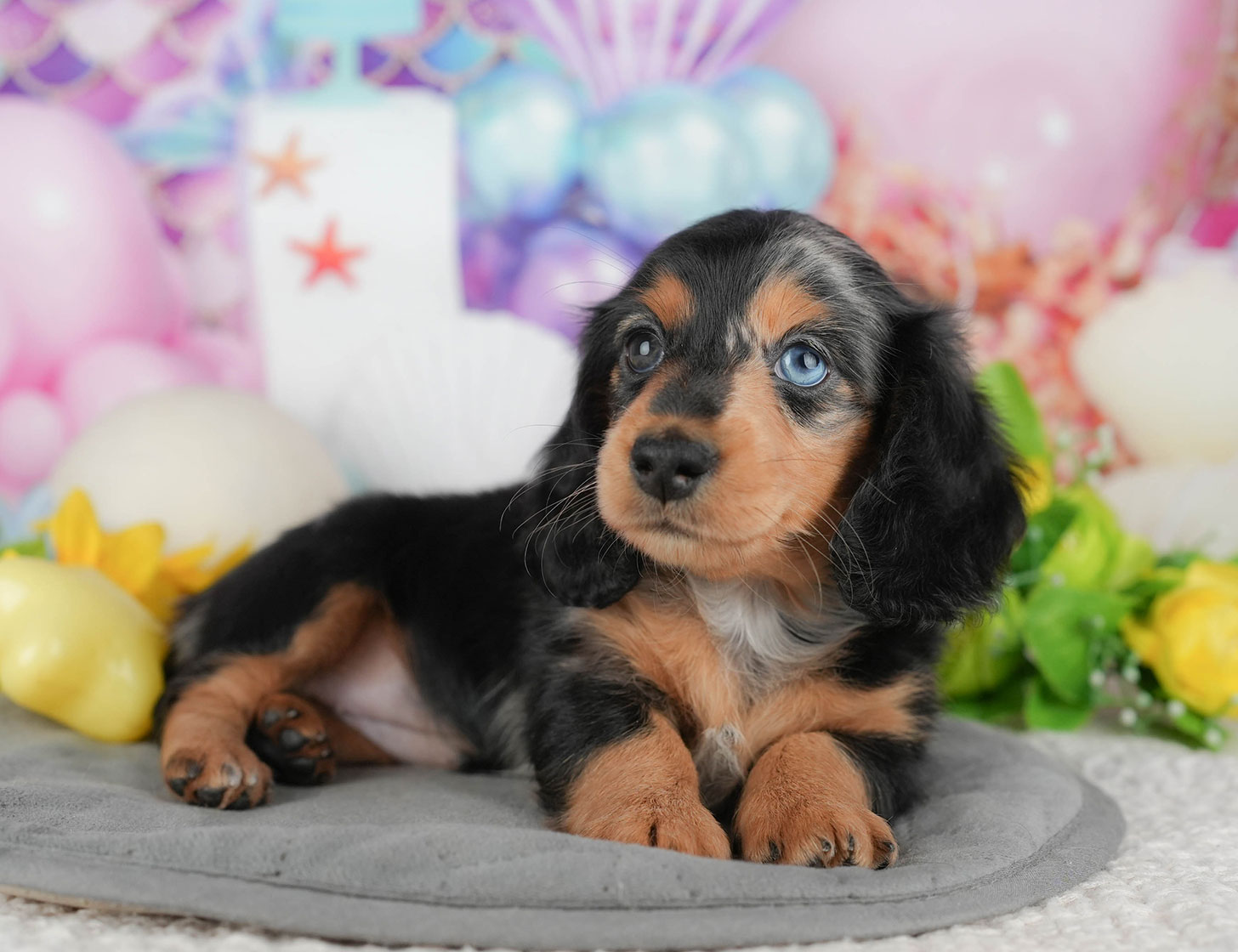 ミニチュア・ダックスフンド(ロング) | 女の子 | シルバーダップル | 2025年10月20日