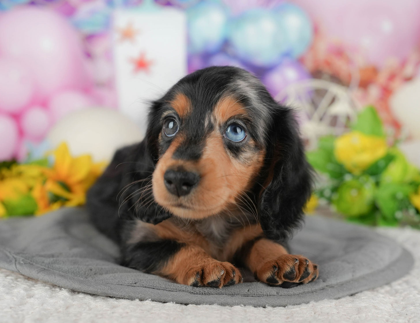 ミニチュア・ダックスフンド(ロング) | 女の子 | シルバーダップル | 2025年10月20日