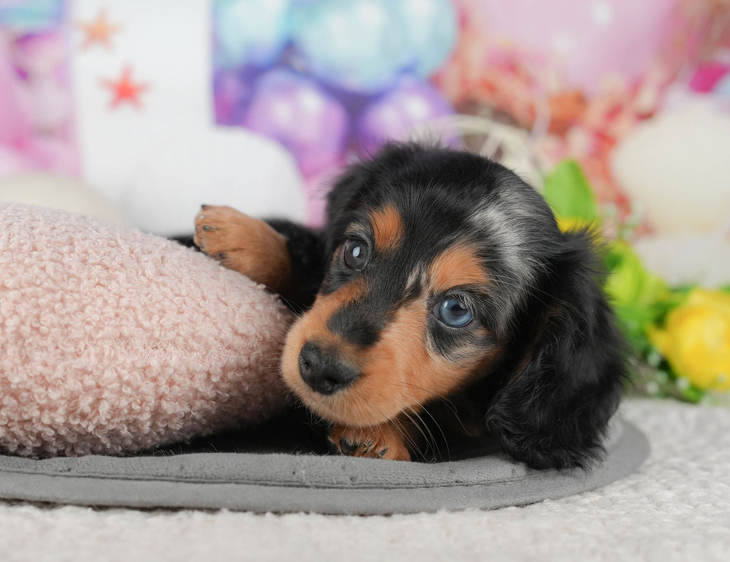 ミニチュア・ダックスフンド(ロング) | 女の子 | シルバーダップル | 2025年10月20日