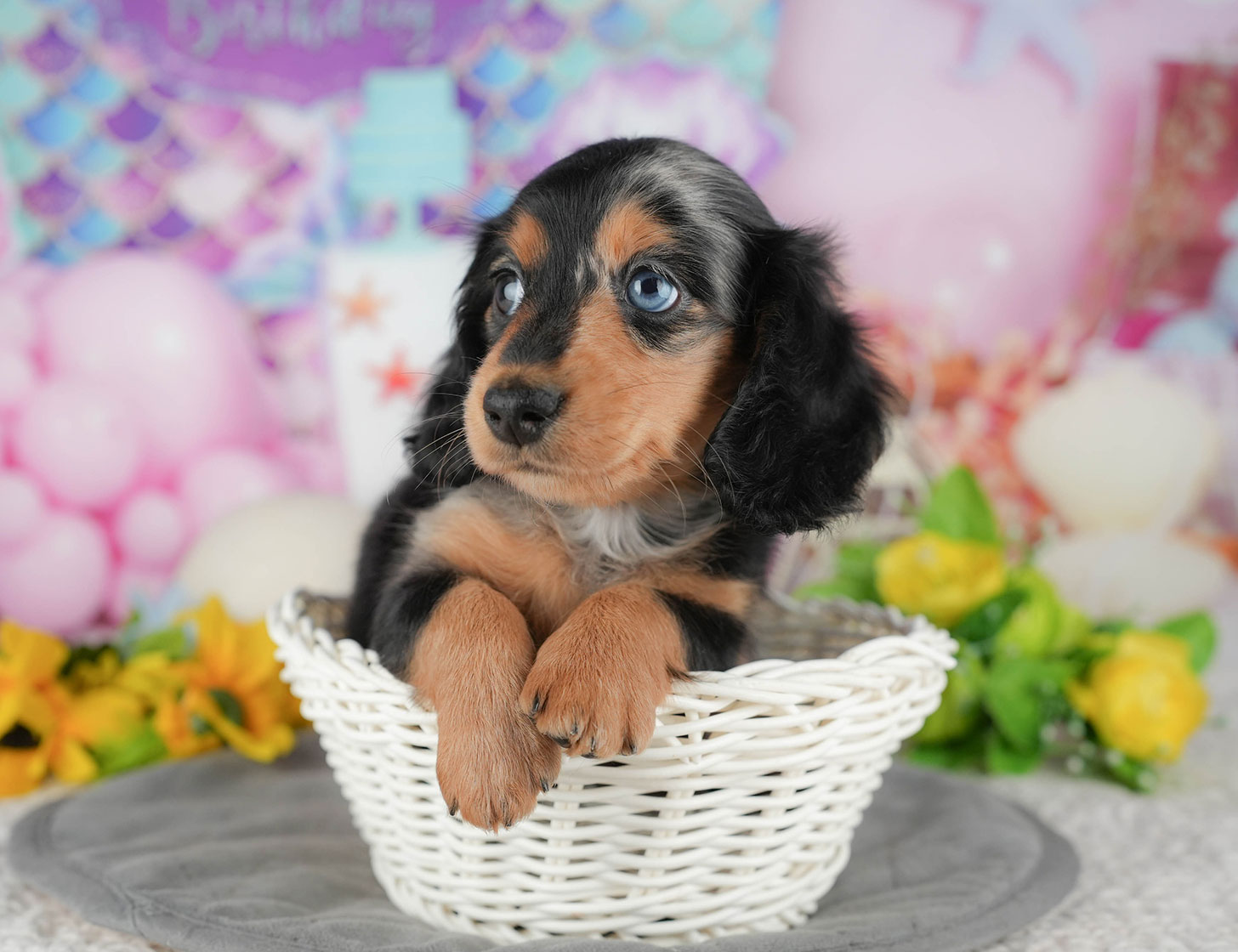 ミニチュア・ダックスフンド(ロング) | 女の子 | シルバーダップル | 2025年10月20日