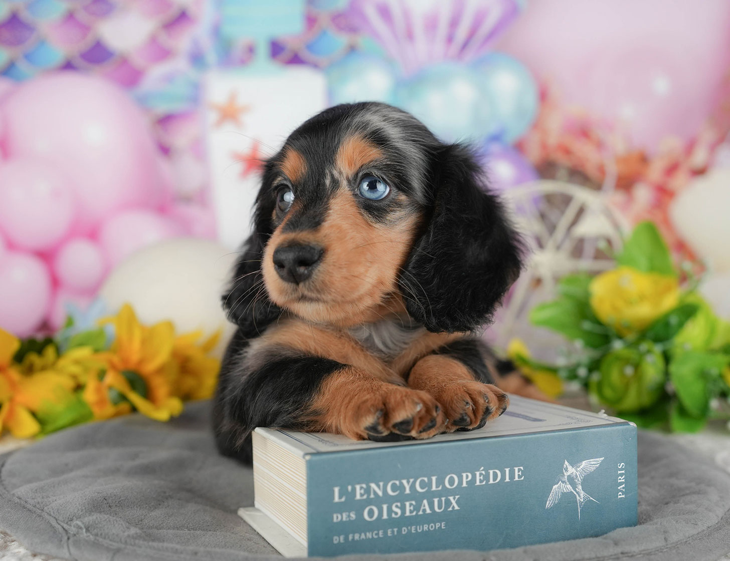 ミニチュア・ダックスフンド(ロング) | 女の子 | シルバーダップル | 2025年10月20日