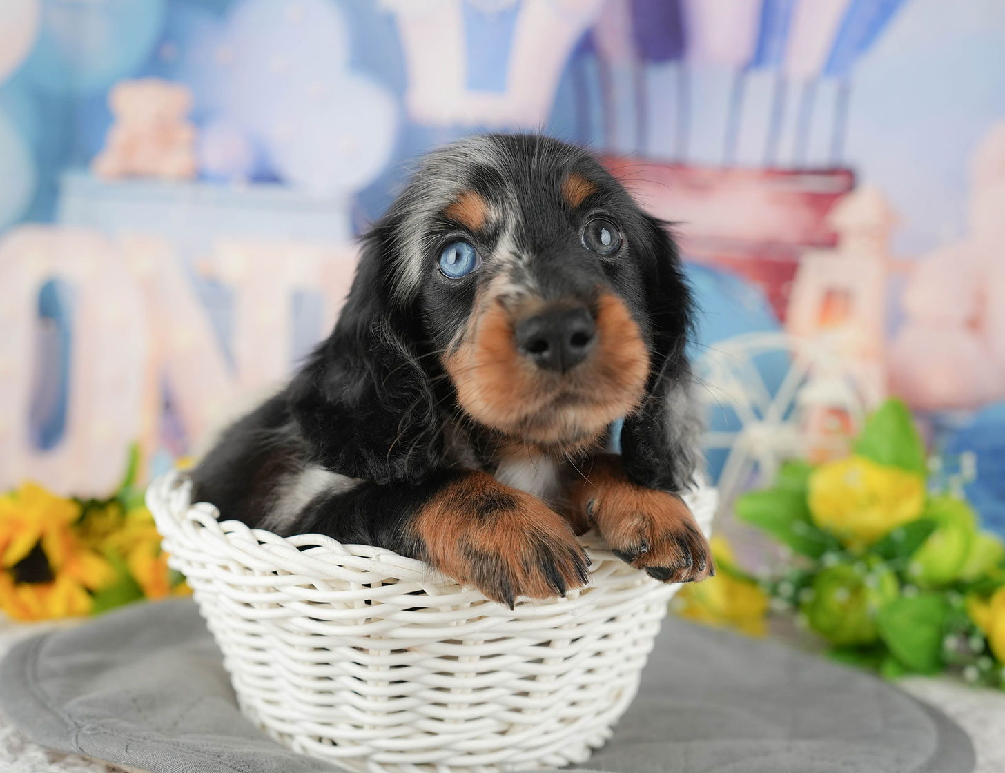 ミニチュア・ダックスフンド(ロング) | 男の子 | シルバーダップル | 2025年10月20日