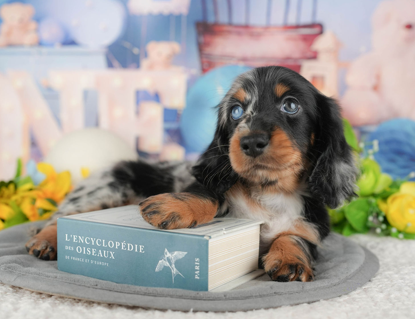 ミニチュア・ダックスフンド(ロング) | 男の子 | シルバーダップル | 2025年10月20日