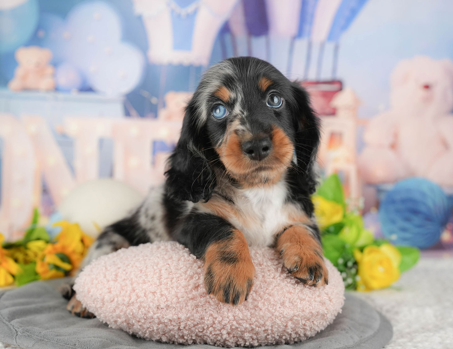 ミニチュア・ダックスフンド(ロング) | 男の子 | シルバーダップル | 2025年10月20日