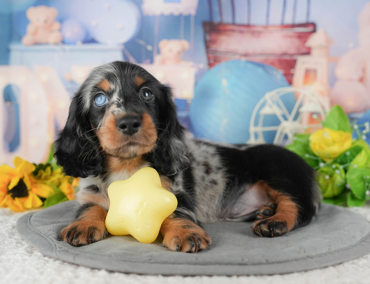 ミニチュア・ダックスフンド(ロング) | 男の子 | シルバーダップル | 2025年10月20日