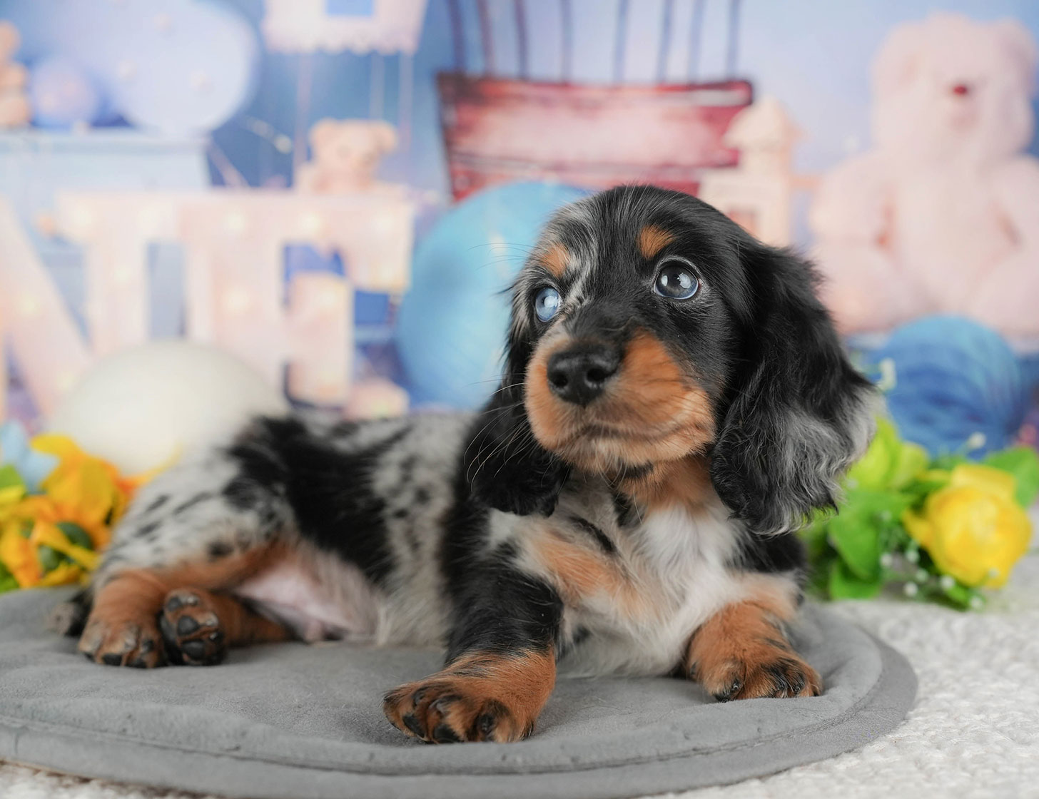 ミニチュア・ダックスフンド(ロング) | 男の子 | シルバーダップル | 2025年10月20日