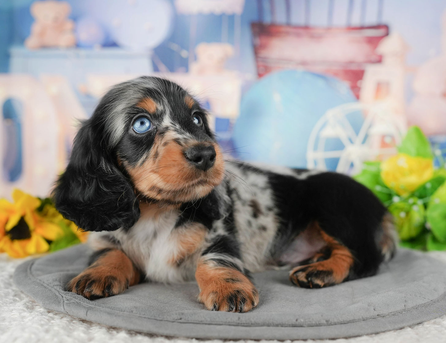 ミニチュア・ダックスフンド(ロング) | 男の子 | シルバーダップル | 2025年10月20日