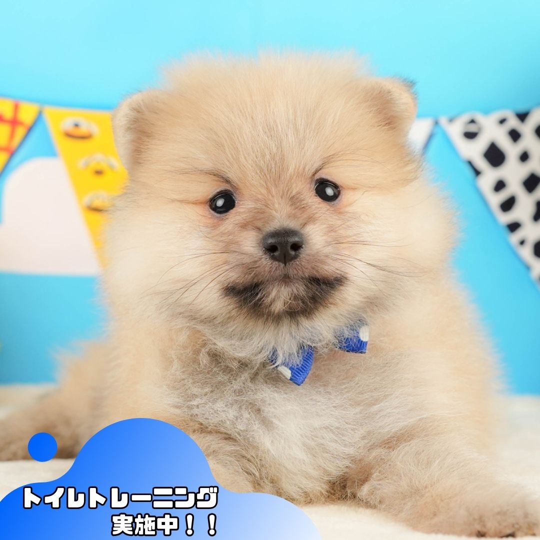 ポメラニアン | 男の子 | クリーム | 2025年10月20日