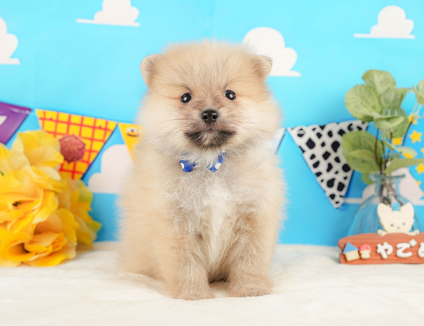ポメラニアン | 男の子 | クリーム | 2025年10月20日
