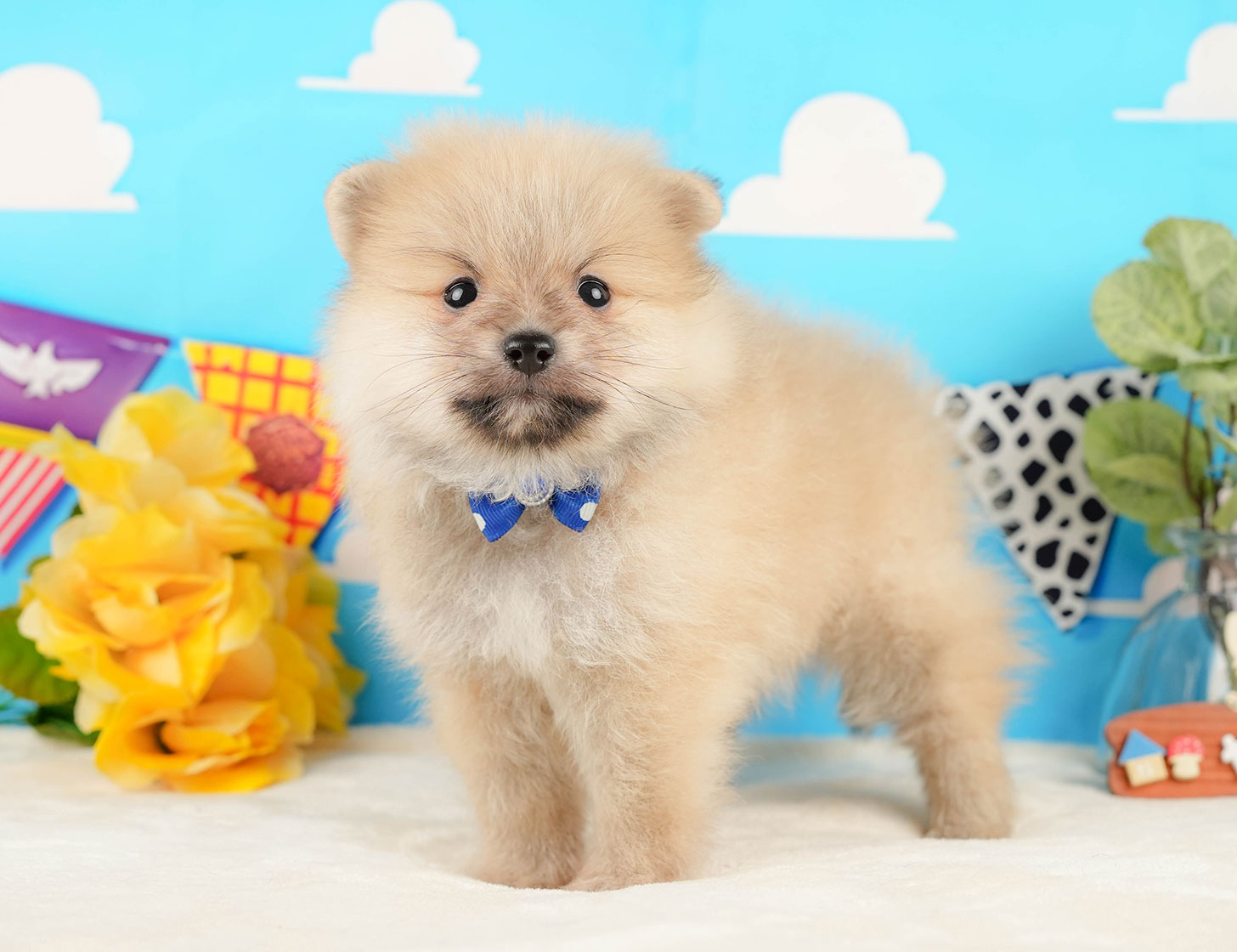 ポメラニアン | 男の子 | クリーム | 2025年10月20日